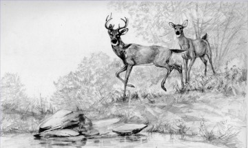 En blanco y negro Painting - ciervo por arroyo lápiz blanco y negro